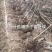 国丰七号李子苗，3000亩李子苗专业种植基地，公司基地