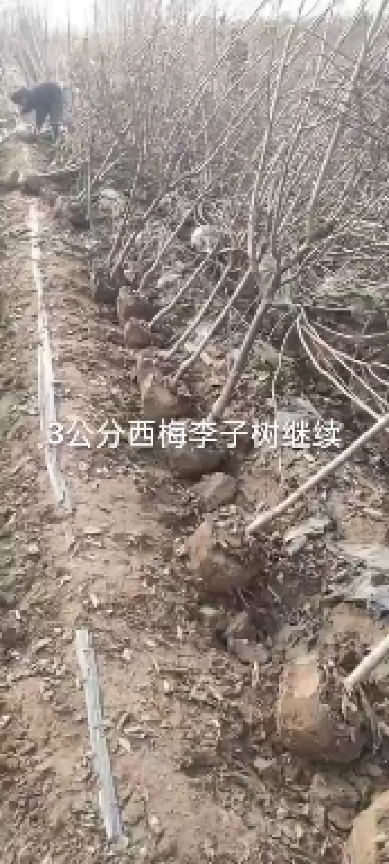 国丰七号李子苗，3000亩李子苗专业种植基地，公司基地
