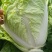夏阳白菜小青棵白菜发青发绿个头大小均匀没有黑点