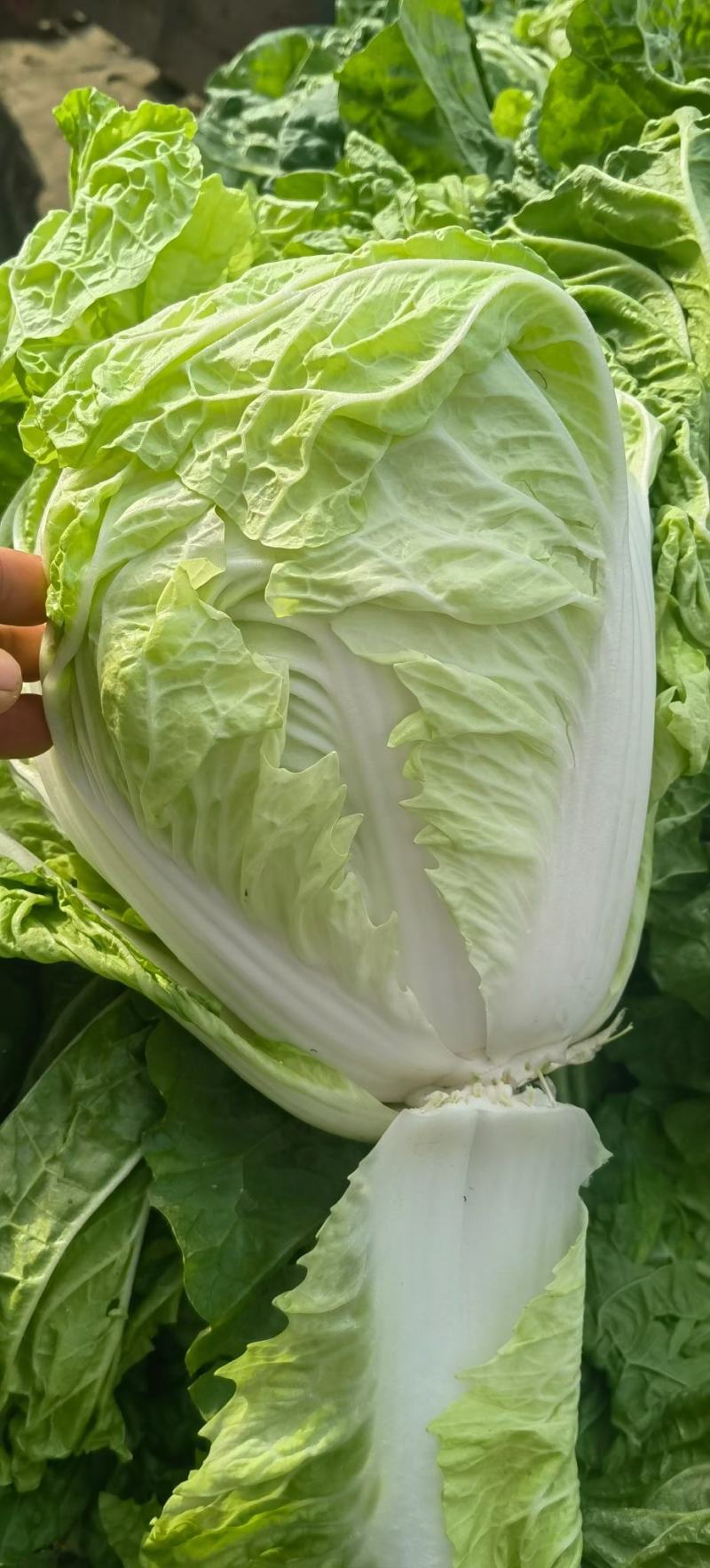 夏阳白菜小青棵白菜发青发绿个头大小均匀没有黑点
