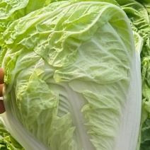 夏阳白菜小青棵白菜发青发绿个头大小均匀没有黑点
