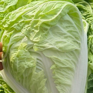 夏阳白菜小青棵白菜发青发绿个头大小均匀没有黑点