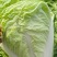 夏阳白菜小青棵白菜发青发绿个头大小均匀没有黑点