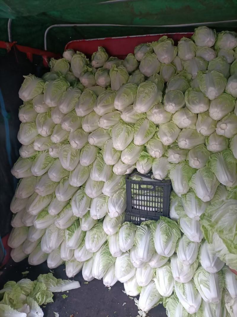 夏阳白菜小青棵白菜发青发绿个头大小均匀没有黑点