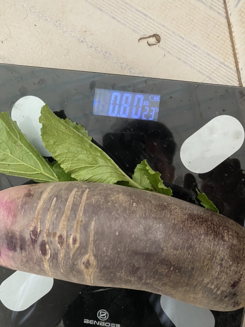 冰淇凌萝卜表皮光滑，口感脆甜，需要的客户可以联系