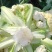 花菜有机花菜白面青梗散花小米粒货源充足代收代发