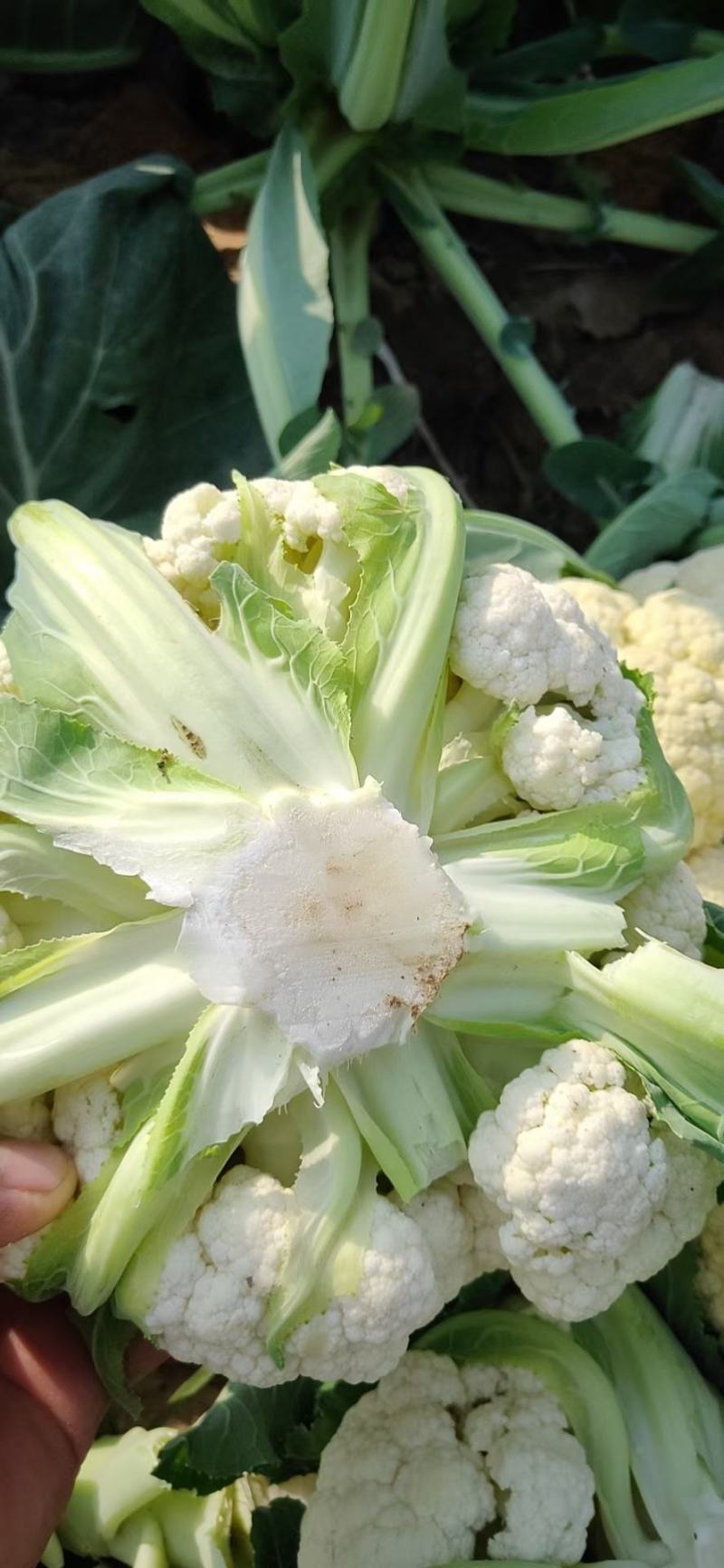 花菜有机花菜白面青梗散花小米粒货源充足代收代发