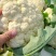 花菜有机花菜白面青梗散花小米粒货源充足代收代发