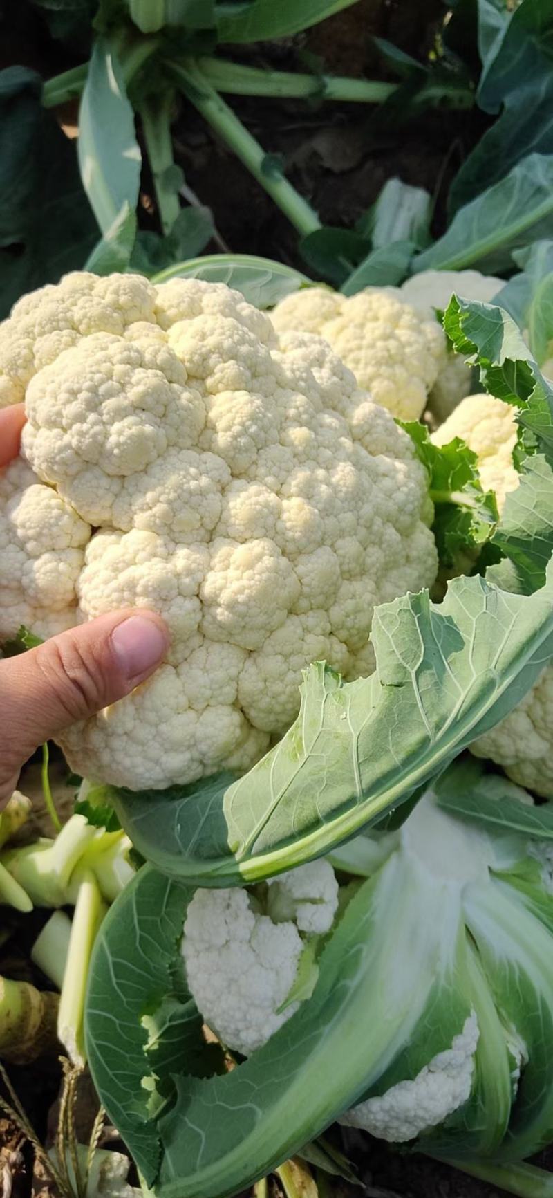 花菜有机花菜白面青梗散花小米粒货源充足代收代发