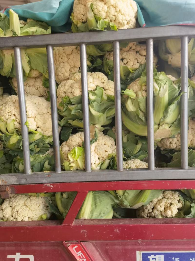 花菜有机花菜白面青梗散花小米粒货源充足代收代发