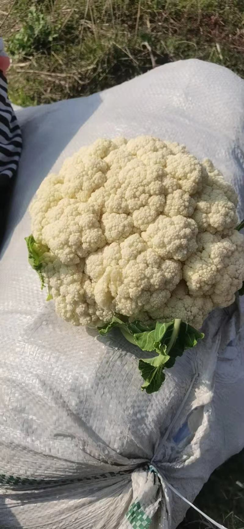 花菜有机花菜白面青梗散花小米粒货源充足代收代发