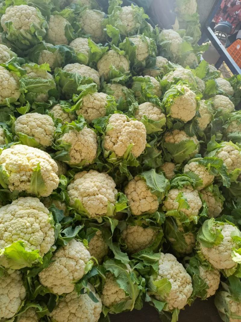 花菜有机花菜白面青梗散花小米粒货源充足代收代发