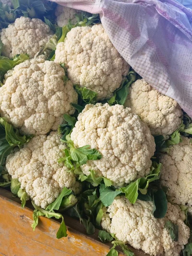 花菜有机花菜白面青梗散花小米粒货源充足代收代发