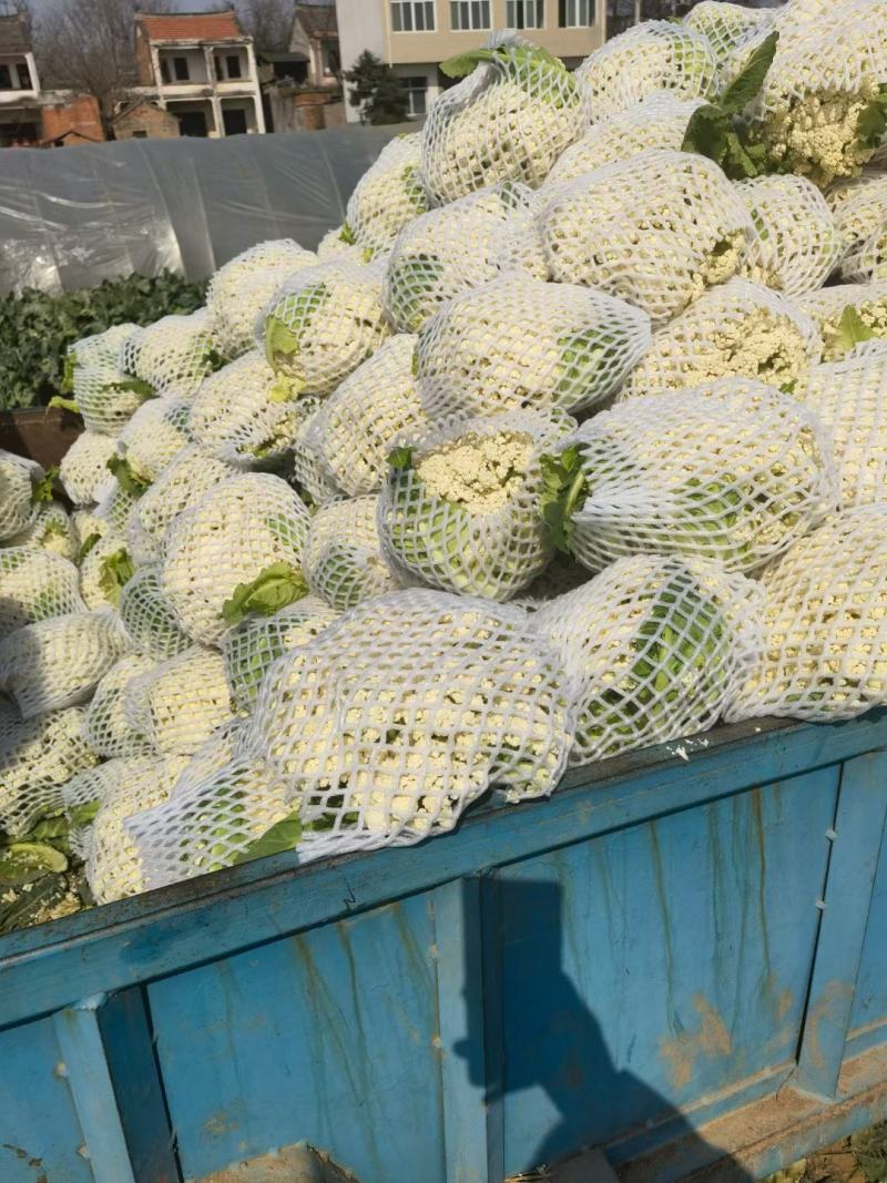 花菜有机花菜白面青梗散花小米粒货源充足代收代发