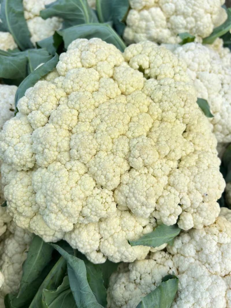 花菜有机花菜白面青梗散花小米粒货源充足代收代发
