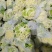 花菜有机花菜白面青梗散花小米粒货源充足代收代发