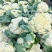 花菜有机花菜白面青梗散花小米粒货源充足代收代发