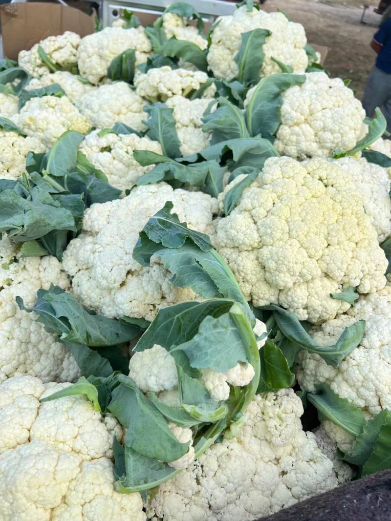 花菜有机花菜白面青梗散花小米粒货源充足代收代发
