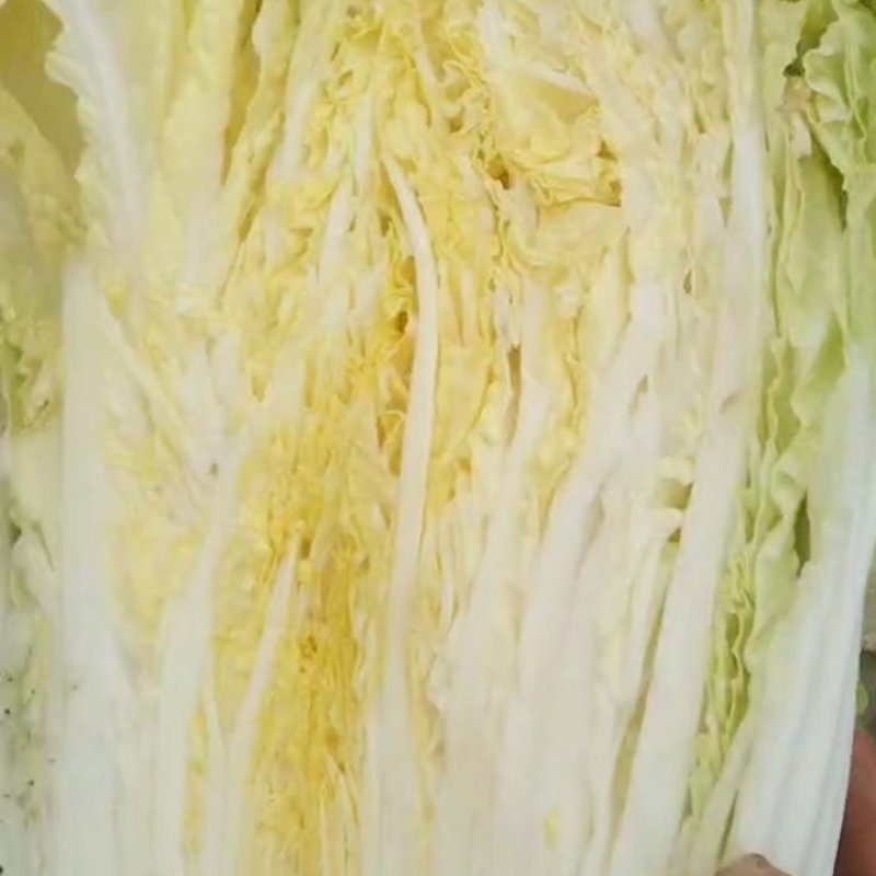 黄心菜大白菜，产地直发，货源充足！可供货各大批发市场，超