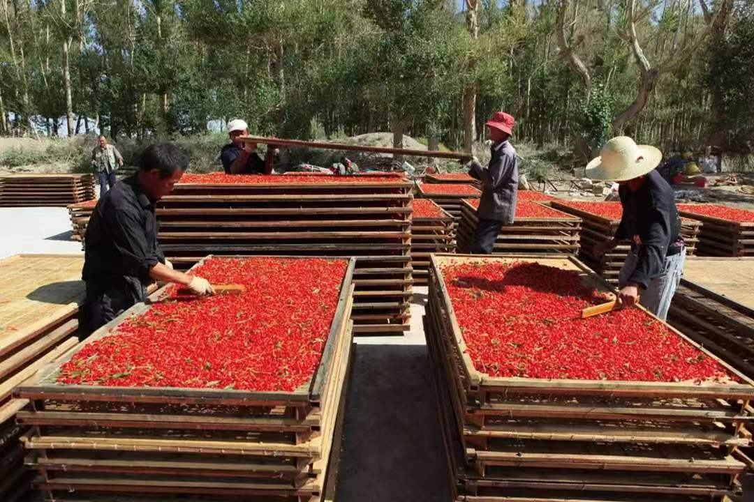 红枸杞热泵烘干工艺曲线图