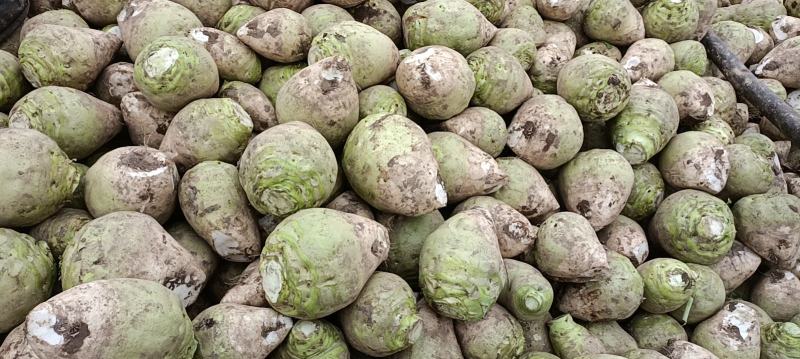 山西文水芥菜头，大头菜超市，电商散装，袋子装，削根带叶子