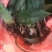 野生毛茨菇种苗纯野生种苗产地发货质量保证包成活现货现货