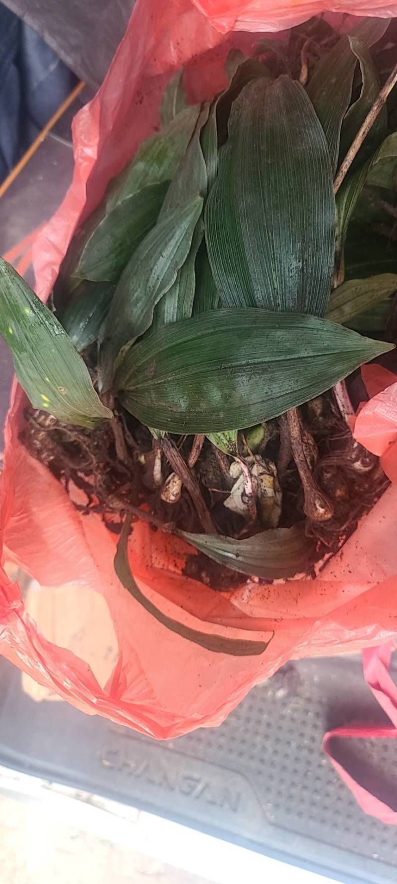 野生毛茨菇种苗纯野生种苗产地发货质量保证包成活现货现货