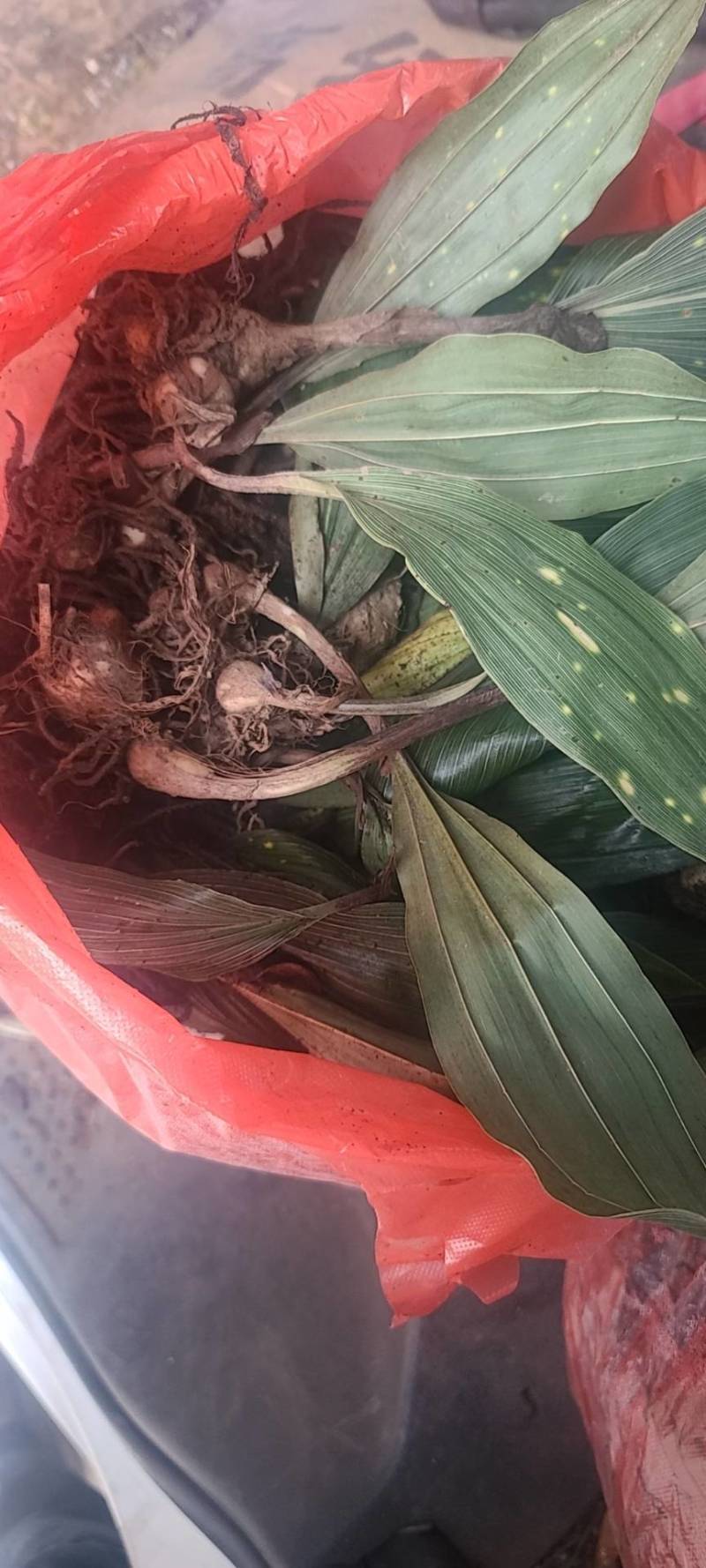 野生毛茨菇种苗纯野生种苗产地发货质量保证包成活现货现货