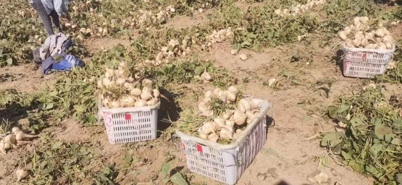 地瓜凉薯豆薯脆甜可口