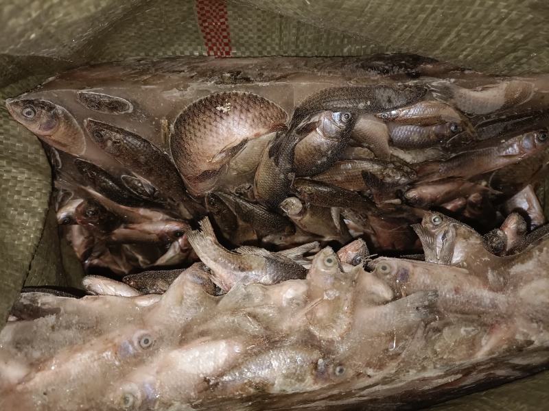 饵料鱼