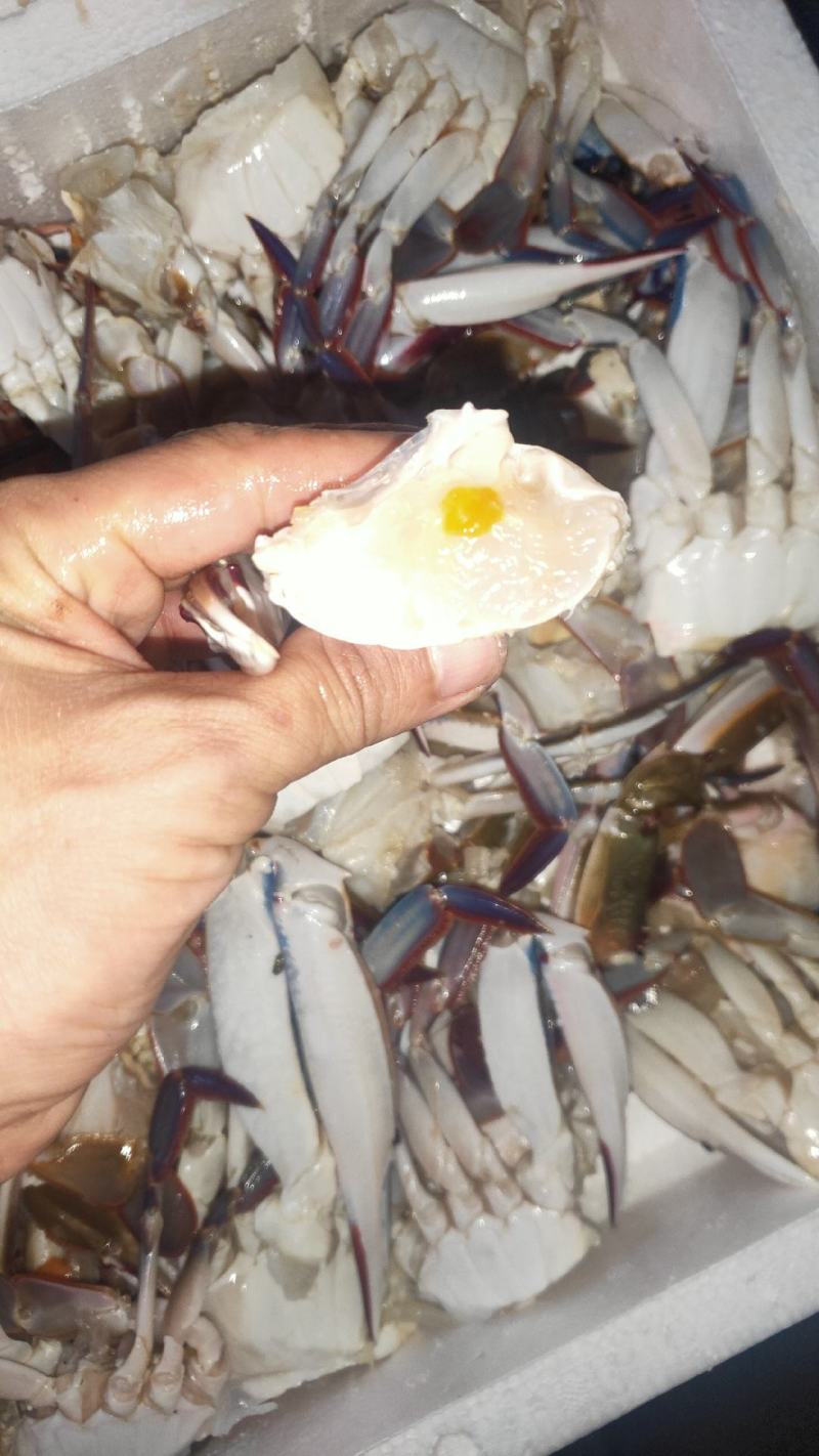 切蟹三点蟹切蟹泡沫箱装净重7斤
