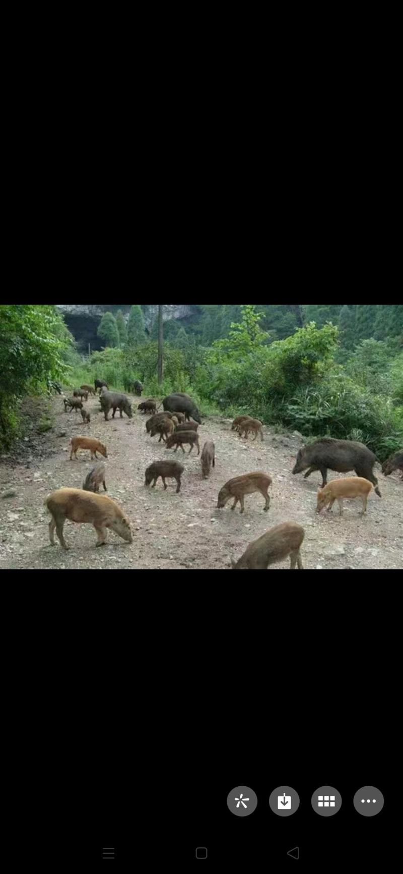 山西天然野生农肉产品
