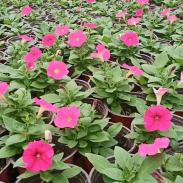 本苗圃长期供应精品草花长春花，量大从优，质优价廉
