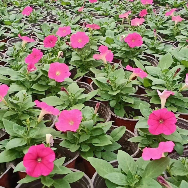本苗圃长期供应精品草花长春花，量大从优，质优价廉