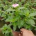 本苗圃长期供应精品草花长春花，量大从优，质优价廉