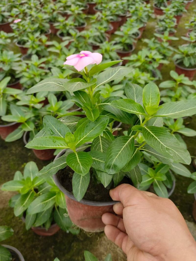 本苗圃长期供应精品草花长春花，量大从优，质优价廉