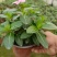 本苗圃长期供应精品草花长春花，量大从优，质优价廉