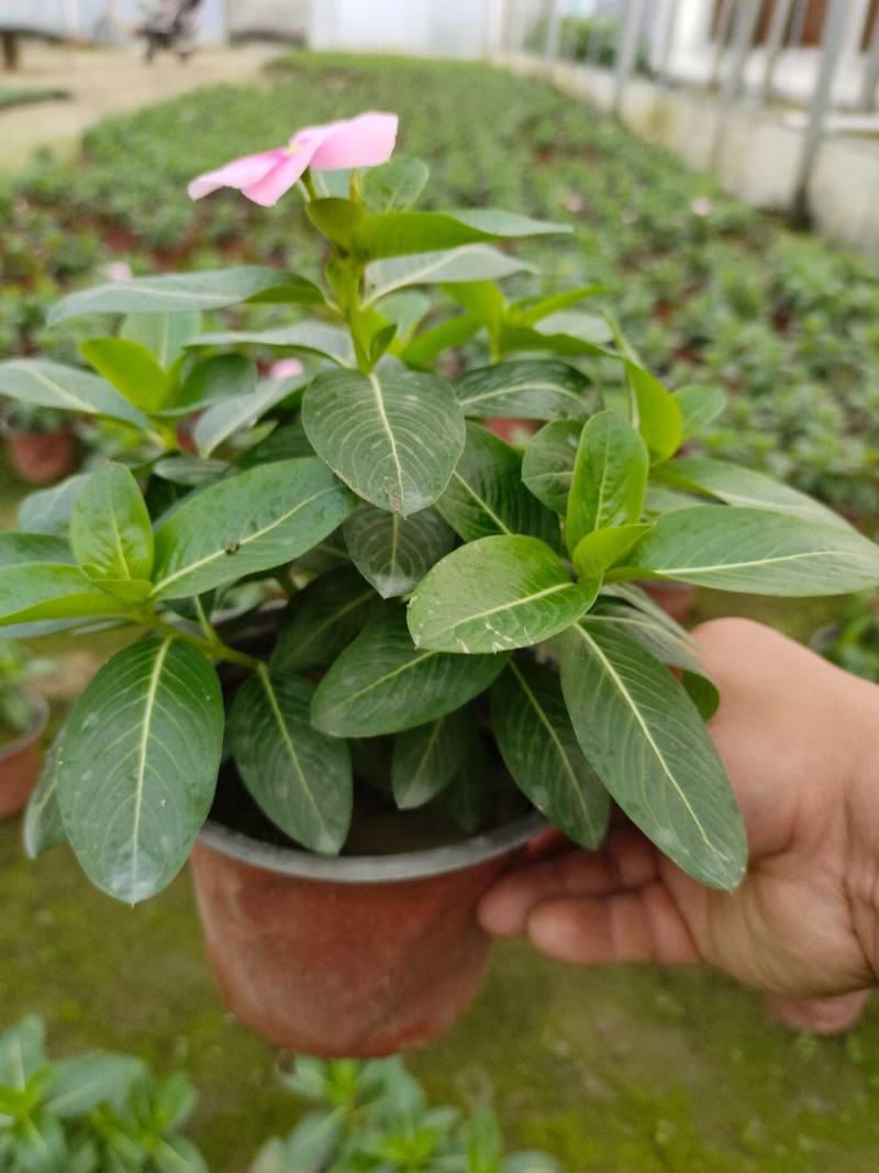 本苗圃长期供应精品草花长春花，量大从优，质优价廉