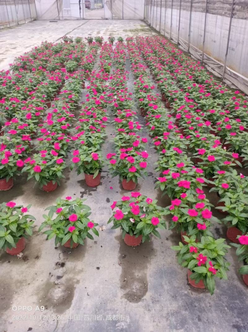 本苗圃长期供应精品草花长春花，量大从优，质优价廉
