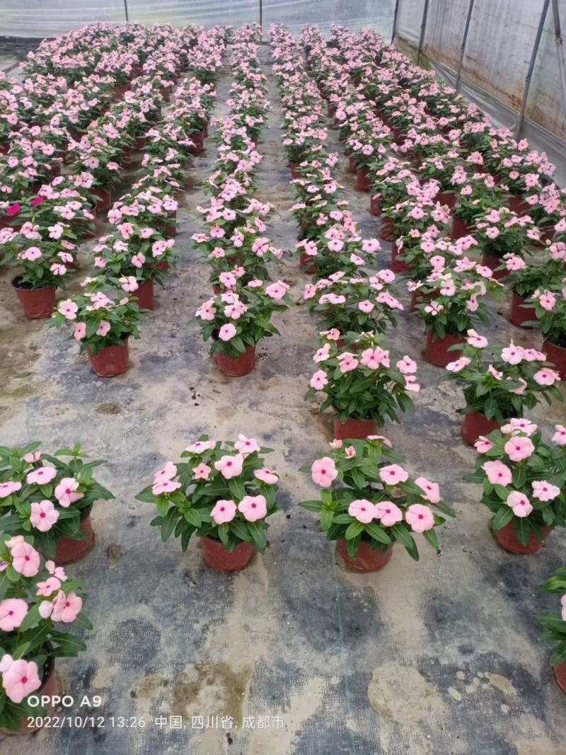本苗圃长期供应精品草花长春花，量大从优，质优价廉