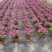 本苗圃长期供应精品草花长春花，量大从优，质优价廉