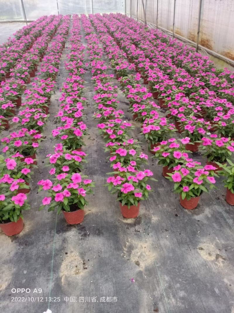 本苗圃长期供应精品草花长春花，量大从优，质优价廉