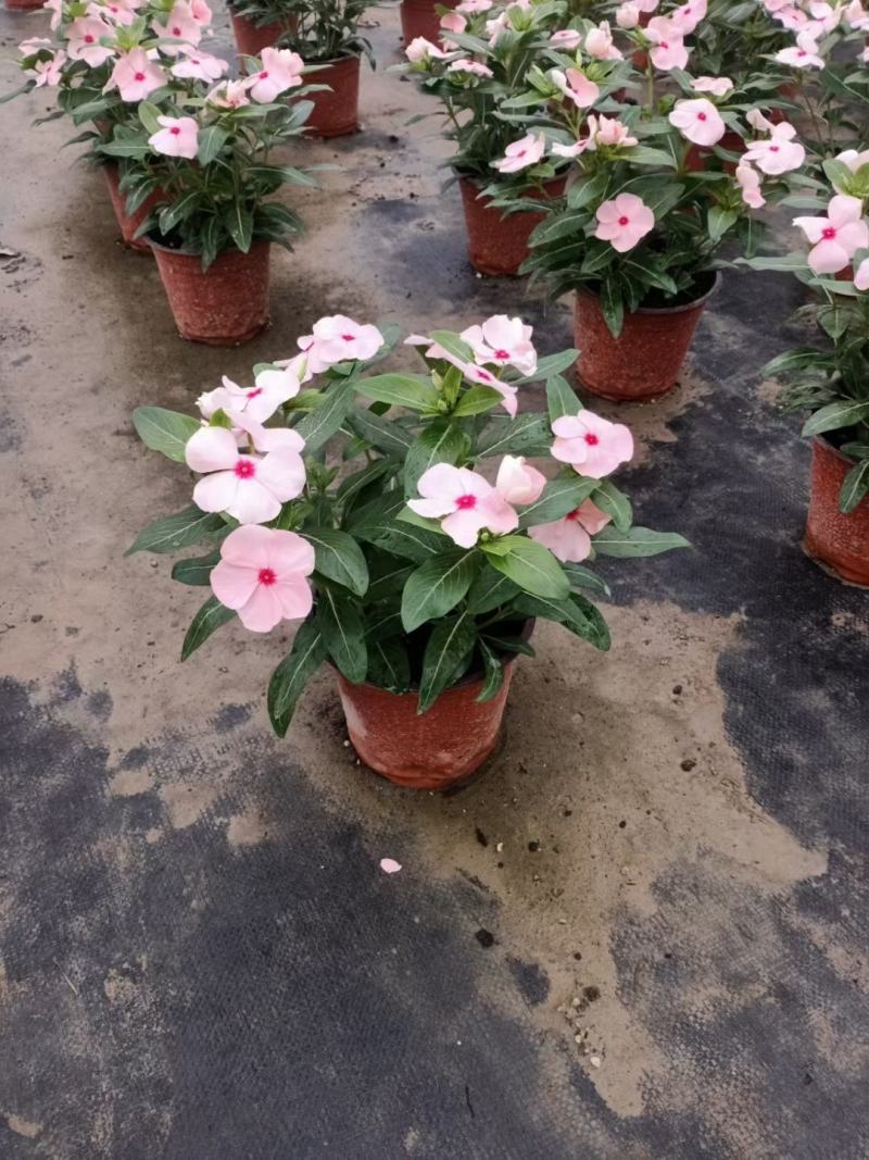 本苗圃长期供应精品草花长春花，量大从优，质优价廉