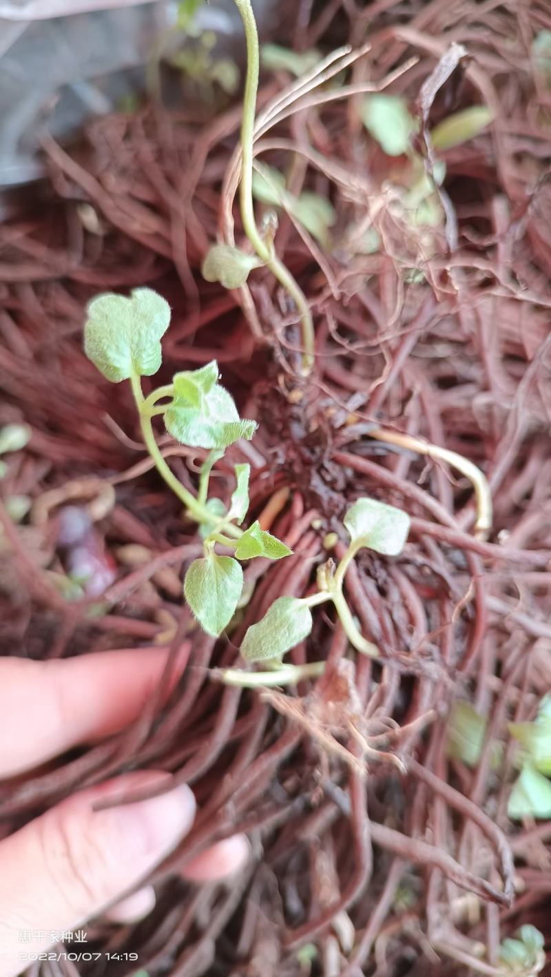 铁线莲花苗爬藤藤本爆花重瓣阳台盆栽花卉耐寒耐热约瑟芬乌托