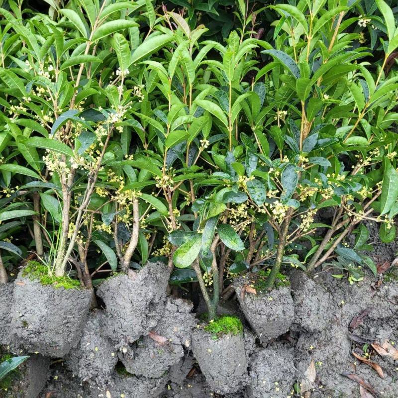 本苗圃长期供应精品四季桂佛顶桂，量大从优，质优价廉