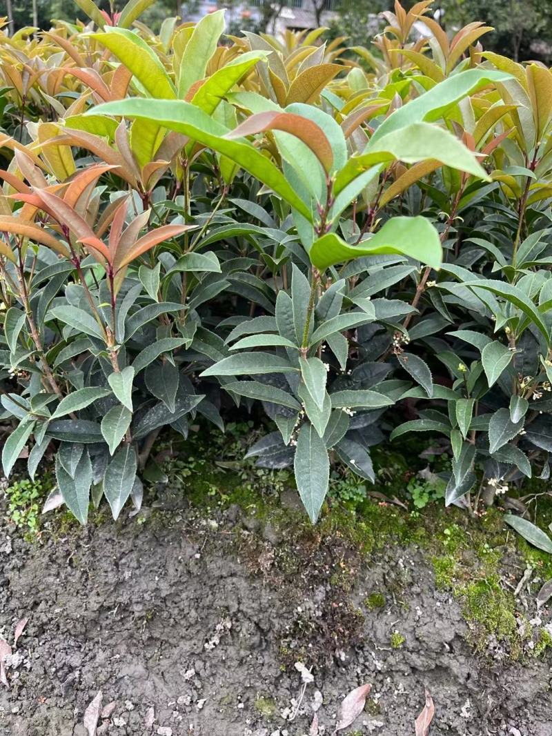 本苗圃长期供应精品四季桂佛顶桂，量大从优，质优价廉