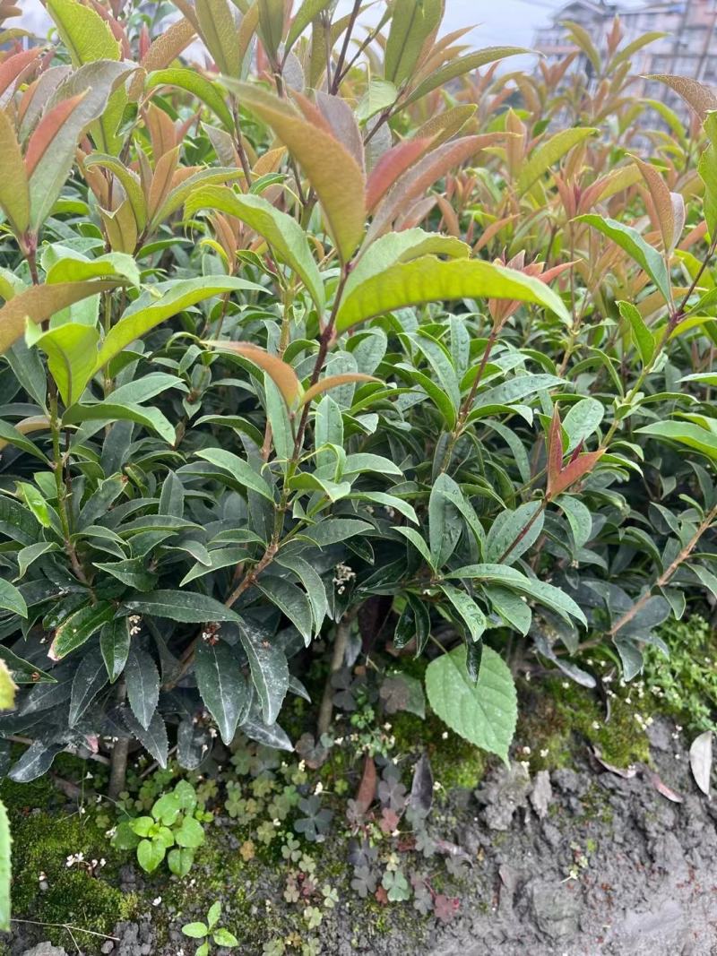 本苗圃长期供应精品四季桂佛顶桂，量大从优，质优价廉
