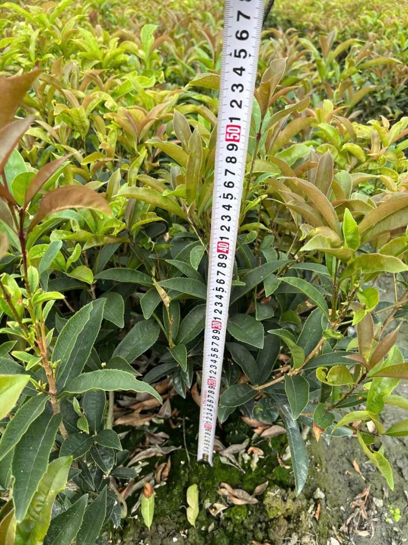 本苗圃长期供应精品四季桂佛顶桂，量大从优，质优价廉