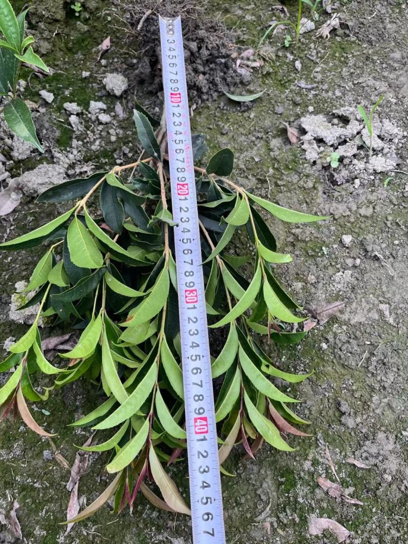 本苗圃长期供应精品四季桂佛顶桂，量大从优，质优价廉