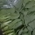 【精选】太和上海青，大量供应各类商超，食堂，市场